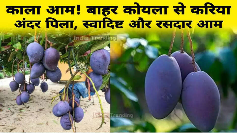 Black Mango: Have you eaten black mango? Coal curry outside, delicious and juicy mango inside