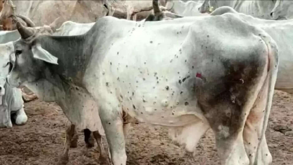 lampi virus: अब तक 1.5 लाख मवेशियों की मौत, 50% मौतें सिर्फ राजस्थान में हुईं, 22 राज्यों में फैला लंपी वायरस, 30 लाख जानवर हो चुके संक्रमित, 6 करोड़ का हुआ वैक्सीनेशन