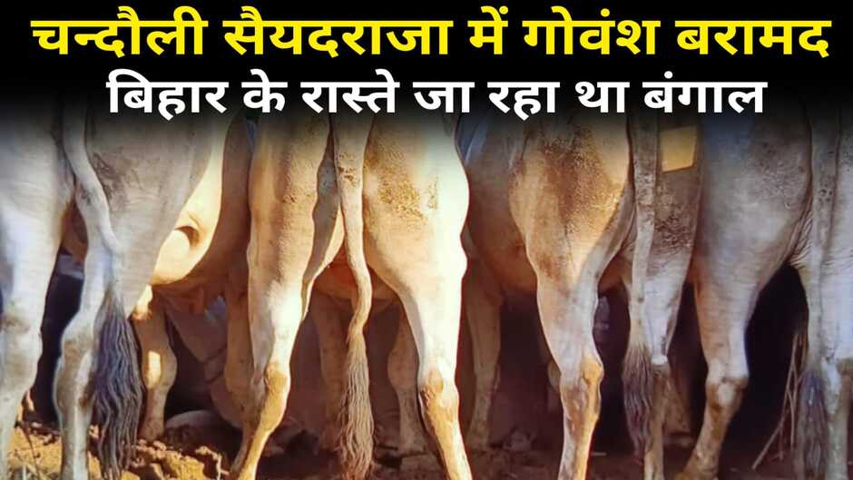 chandauli news, chandauli hindi news, chandauli today news, chandauli samachar, chandauli today news in hindi, chandauli today hindi news, chandauli latest news, chandauli news update, chakia chandauli news, chandauli news in hindi, chandauli crime news, chandauli video news, chandauli police news, chandauli latest news, chandauli crime news, chandauli dm news, chandauli breaking news, chandauli encounter, chandauli police encounter, chandauli police badmash encounter, chandauli saiyadraja encounter, chandauli encounter news