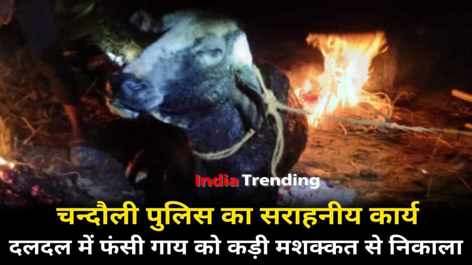 Chandauli News: चन्दौली पुलिस का सराहनीय कार्य, जलकुम्भी के बीच दलदल में फंसी गाय को कड़ी मशक्कत से निकाला
