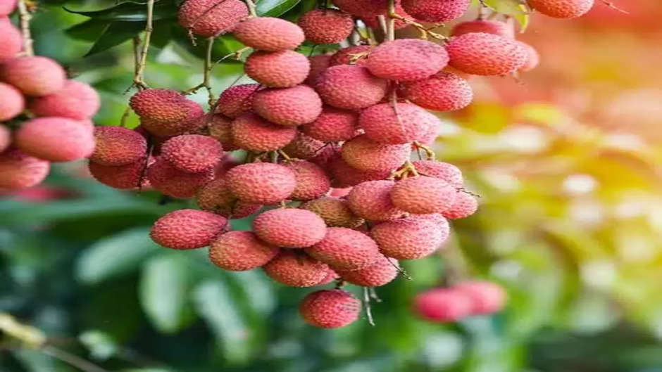 Eat a lot of litchi in summer! Big doctors are also surprised to hear its benefits, this fruit is a boon for life