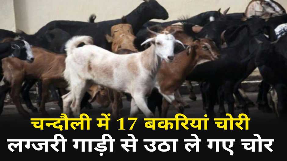 Chandauli News: चंदौली में 17 बकरियां चोरी, लग्जरी गाड़ी से उठा ले गए चोर
