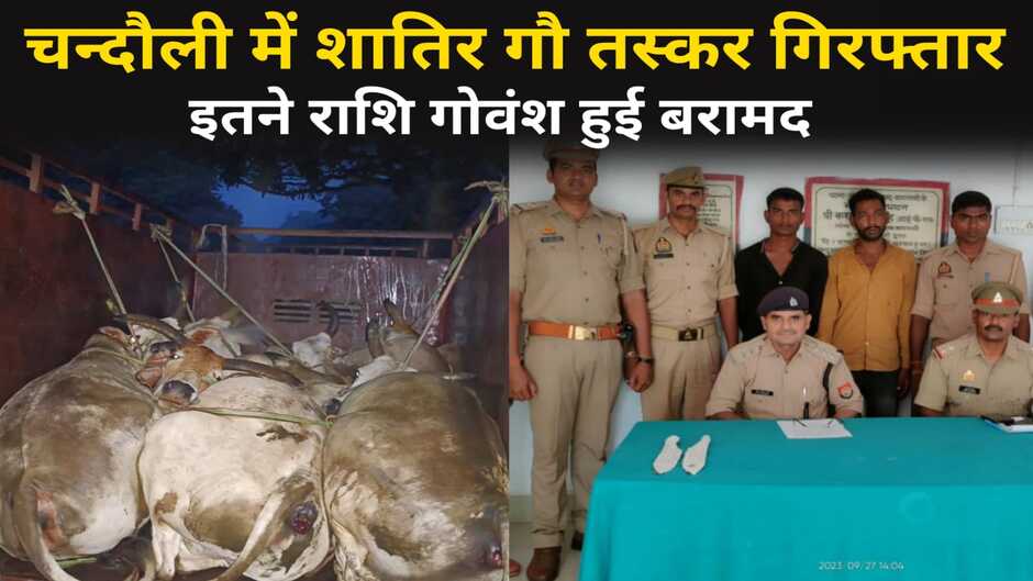 Chandauli News: चन्दौली में दो शातिर गौ तस्कर गिरफ्तार, मैजिक में लदे 6 राशि गौवंश बरामद