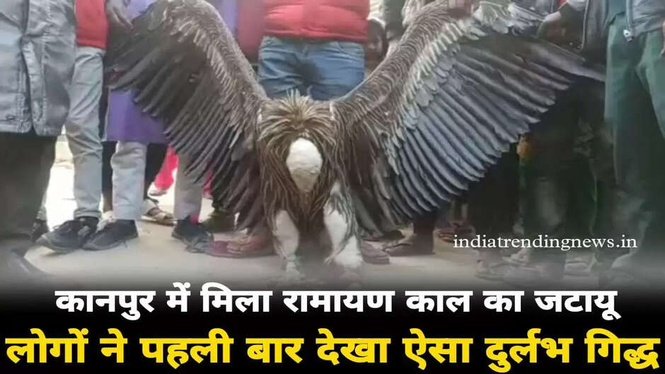 कानपुर में मिला रामायण काल का जटायु, पहली बार ऐसा गिद्ध देख आश्चर्य में हैं लोग