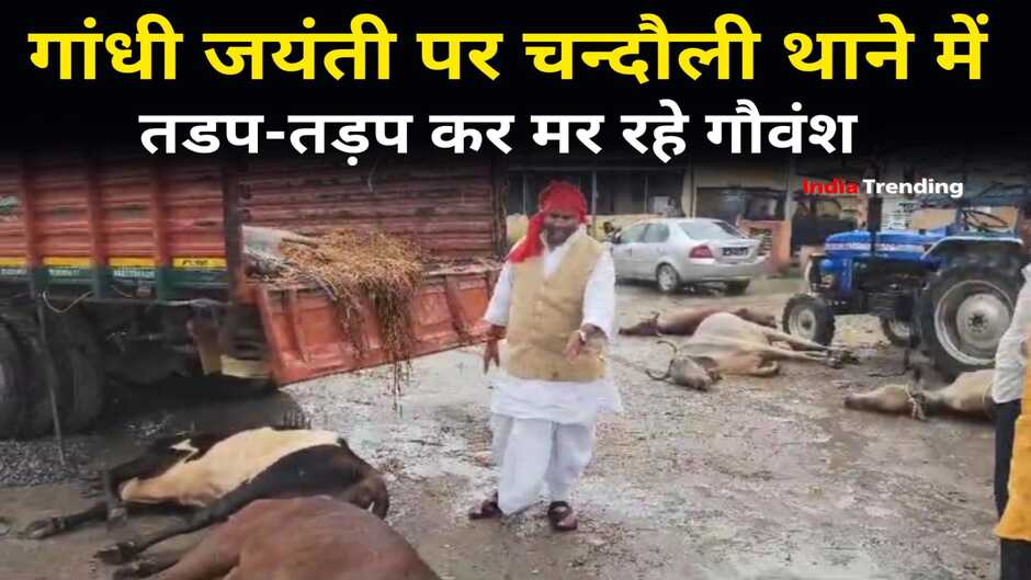 Chandauli news in hindi: चन्दौली में गांधी जयंती पर थाने में तड़प-तड़प कर मर रहे गौवंश
