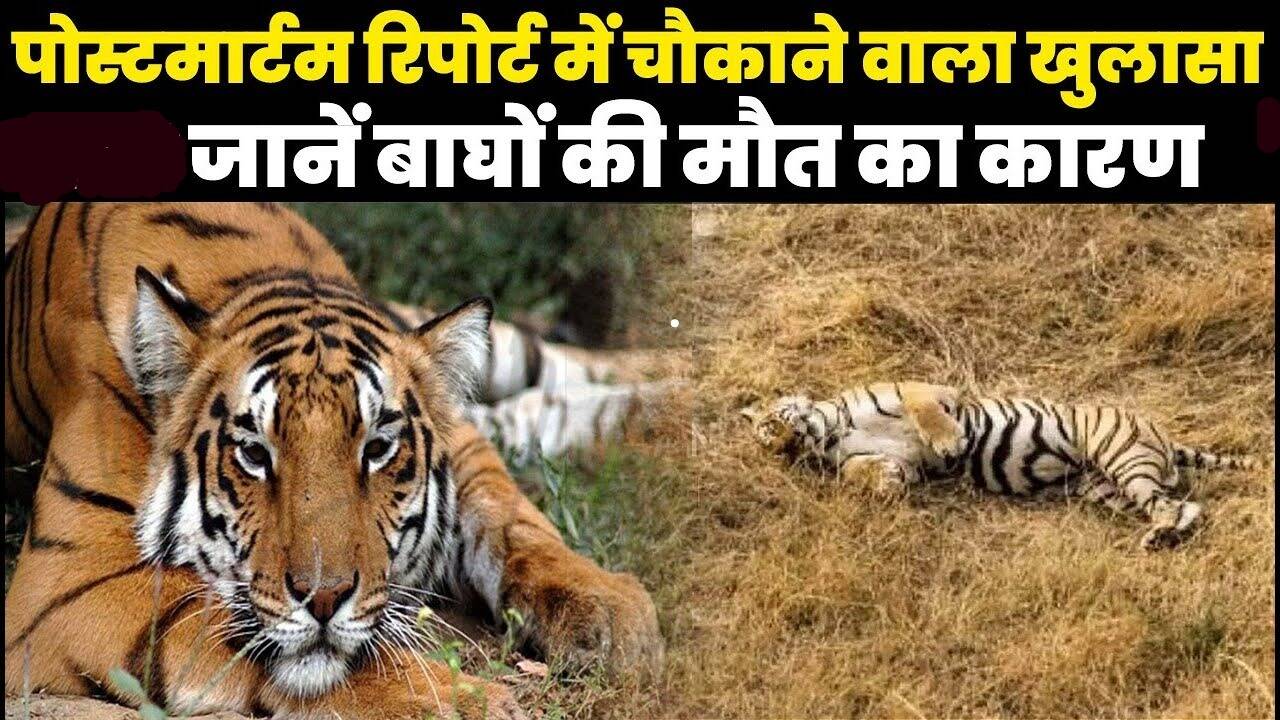 दुधवा नेशनल पार्क में बाघों की मौत के बा...